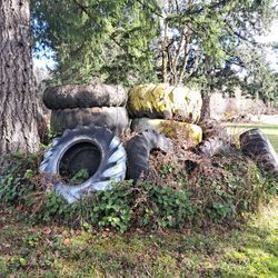 Free Goat Climbing Toys