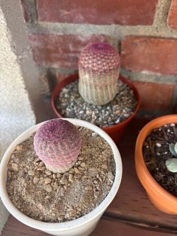 Rainbow Cactus 🌵 🌈