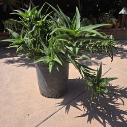 Suculent Plant 