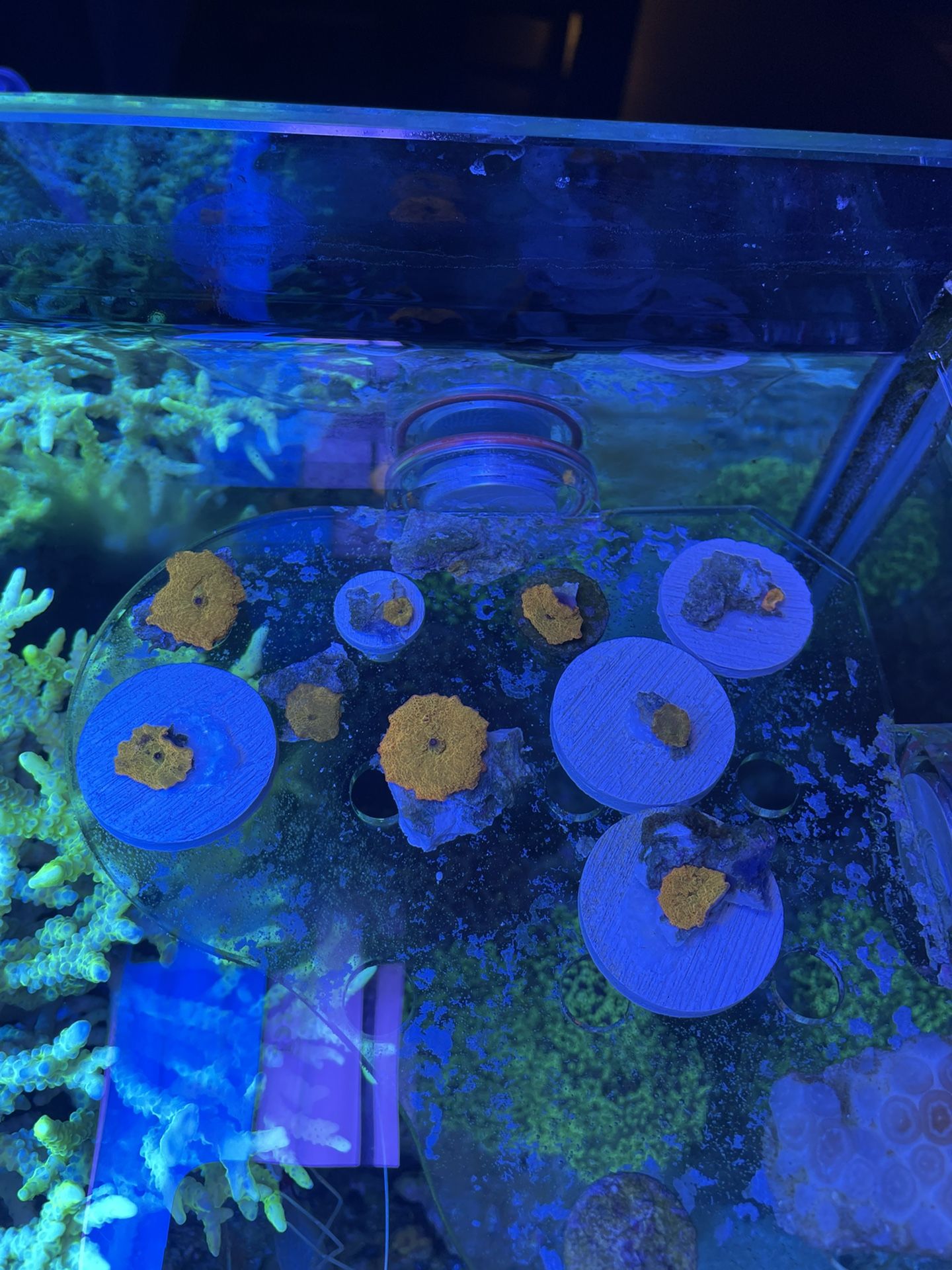 Jawbreaker Mushroom