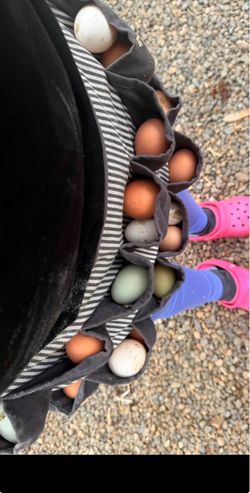 Chicken and Duck eggs