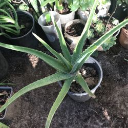 Aloe Vera Plants