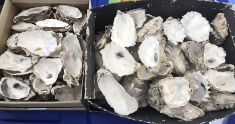 Shells - Oyster