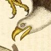 Eagle Emporium