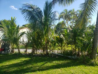 Coconut trees for sale