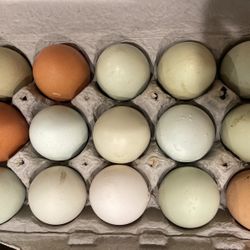 Farm Fresh Chicken Eggs 