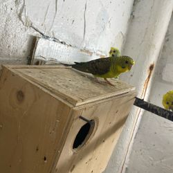 Cage