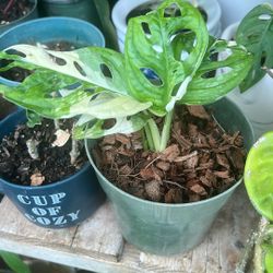 Variegated Monstera Adansonii 