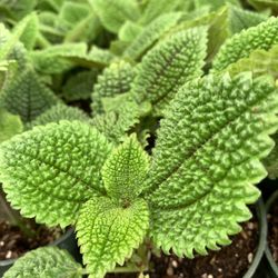 Pliea Plant  4”pot