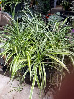 Variegated Spider Plants