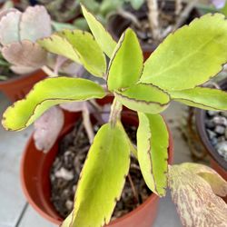 Kalanchoe Succulent Plants In 4” Pot