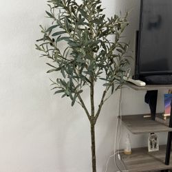 Fig Tree