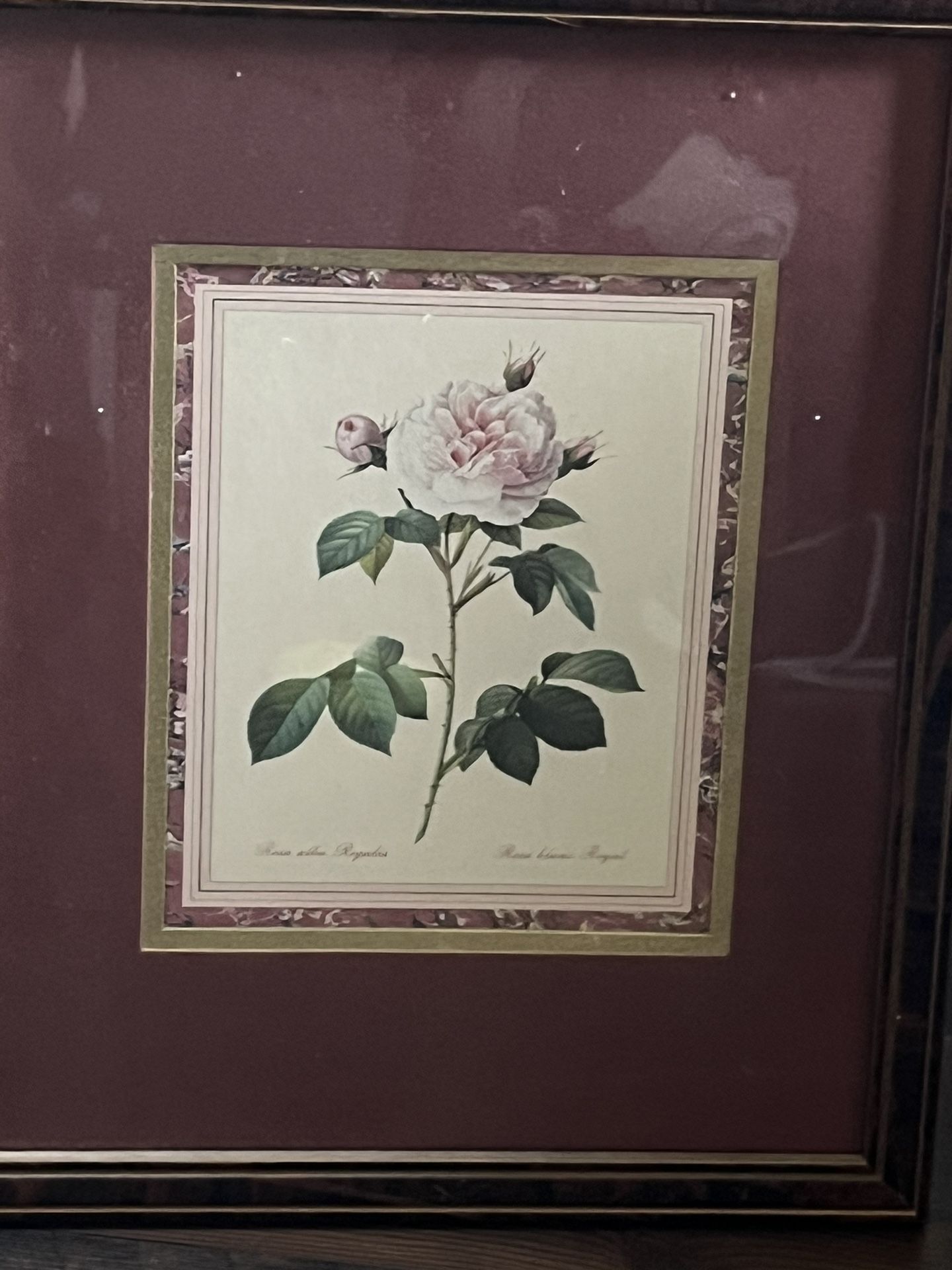 beautiful rose portrait.