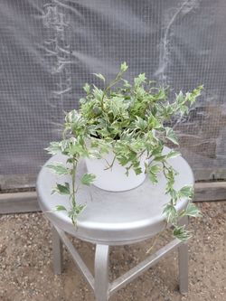 Variegated English Ivy Plant 6" Nursery Pot