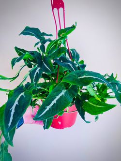 Syngonium Velvet.  Indoor plants