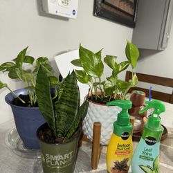 Indoor Plants