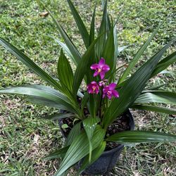 GROUND ORCHIDS ( 3 Gallon Pot) Eye Catching 