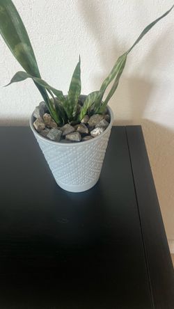 Lengua de suegra potting light blue