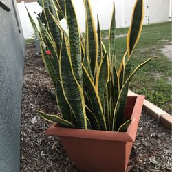 Large Plant