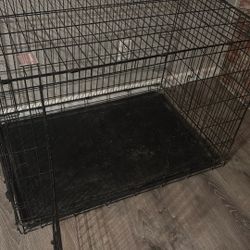 Carries Small Puppy’s