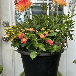 $39 Each Beautiful Plant 
