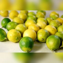 Key Lime Dwarf Grafted Trees 3gal Arboles De Limon Criollo Injertados 3gal 