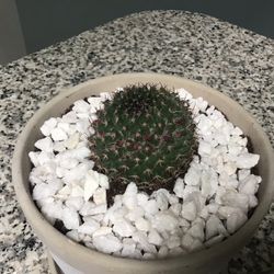 Plant