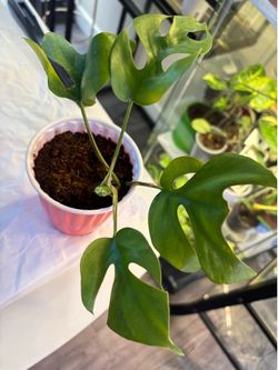 Bundle of indoor plants SALE