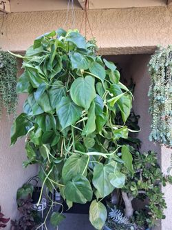 XLG Philodendron Heartleaf Plant $40