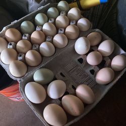 Organic Eggs.    Huevo Organico