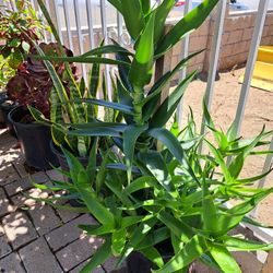 Plantas