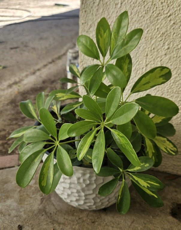 Umbrella Plant