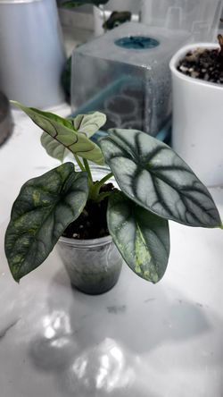 Alocasia silver dragon variegated