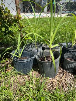 Sugarcane Plants