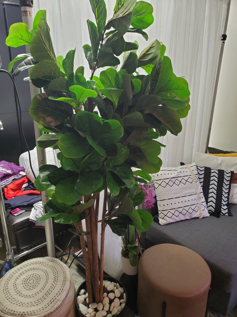 Fake Fiddle Fig Tree Plant 