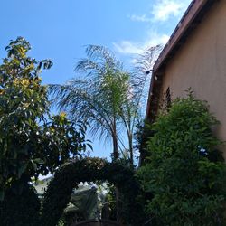 Palm Trees + Other Plants