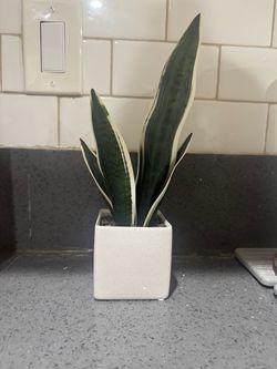 Faux Snake plant