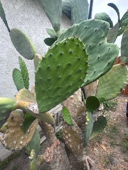 Nopales