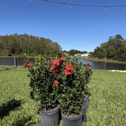 Ixora Red Plant 