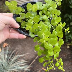 Creeping Jenny Plant. Sammamish, Beaver Lake