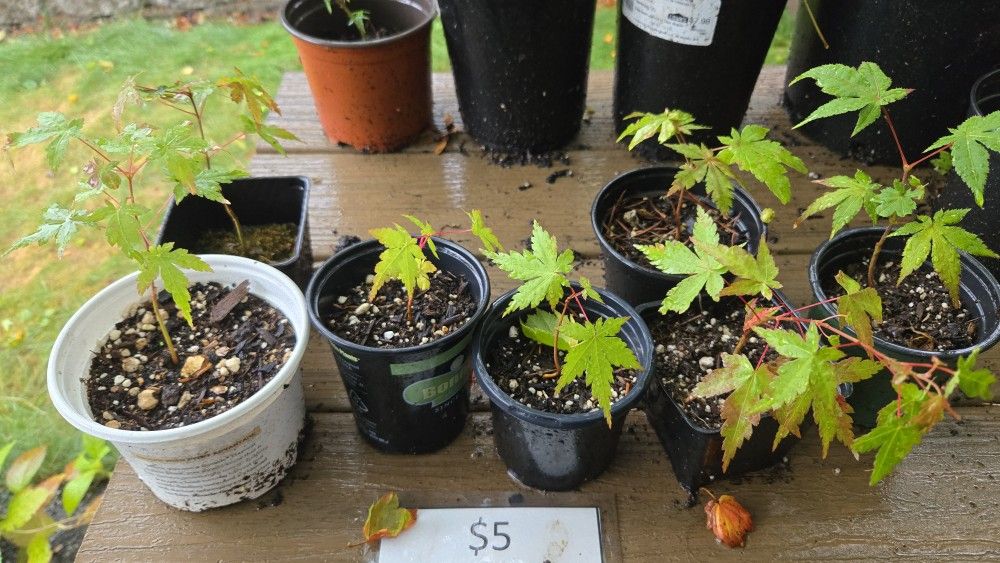 Japanese Maple Starts for $5 (Please Read Ad)