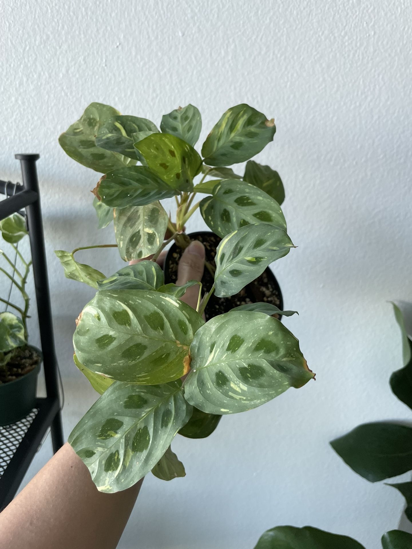 Variegated Maranta leuconeura kerchoveana - Rabbit Foot Prayer Plant