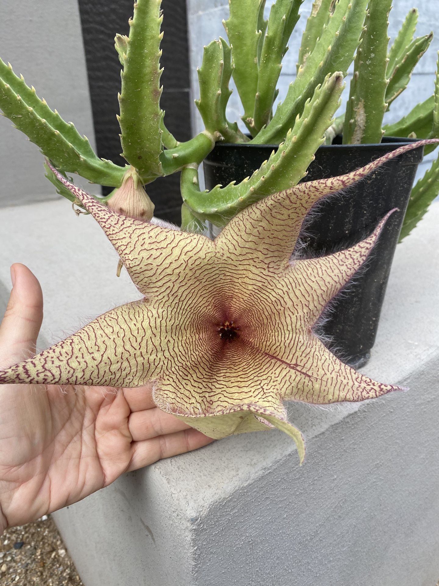 Carrion Plant - Stapelia Gigantea