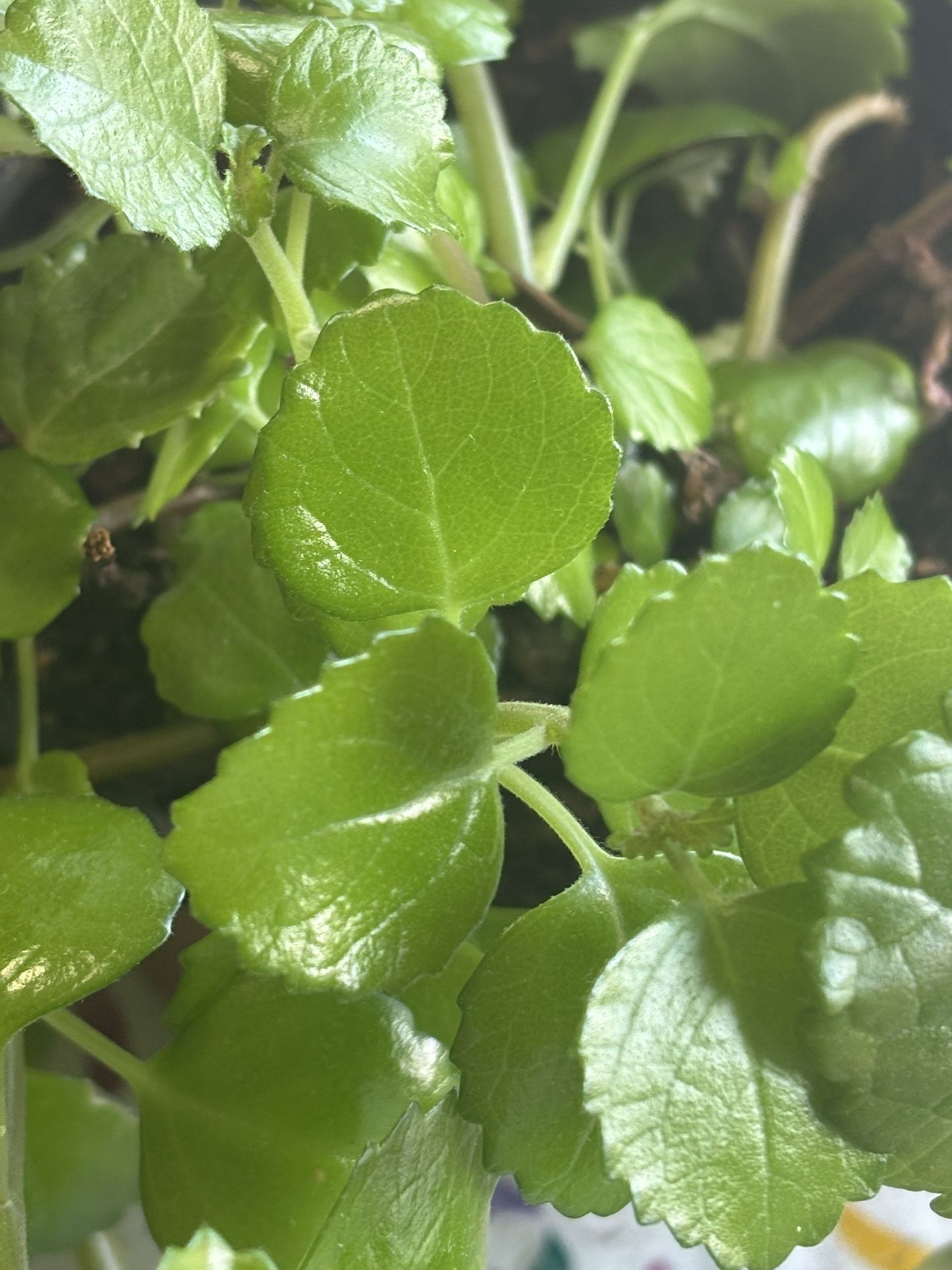Beautiful Plant In A Clay Pot