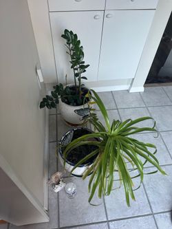 2 plants with flower pot and 1 flower pot