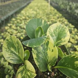 Peperomia Golden Gate 6” 🌿 – Stunning Variegation! (Bulk & Individual)