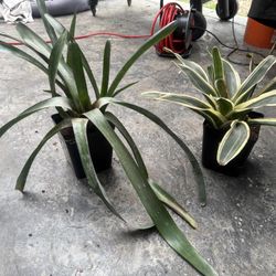 Bromeliad Plants 
