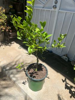 Mexican limón tree
