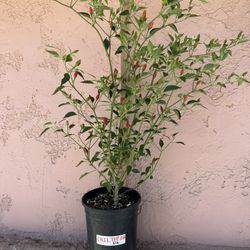 Chiltepin & Chile De Arbol Pepper Plants
