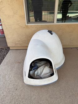 Indigo outside dog house
